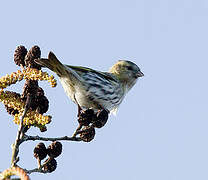 Eurasian Siskin