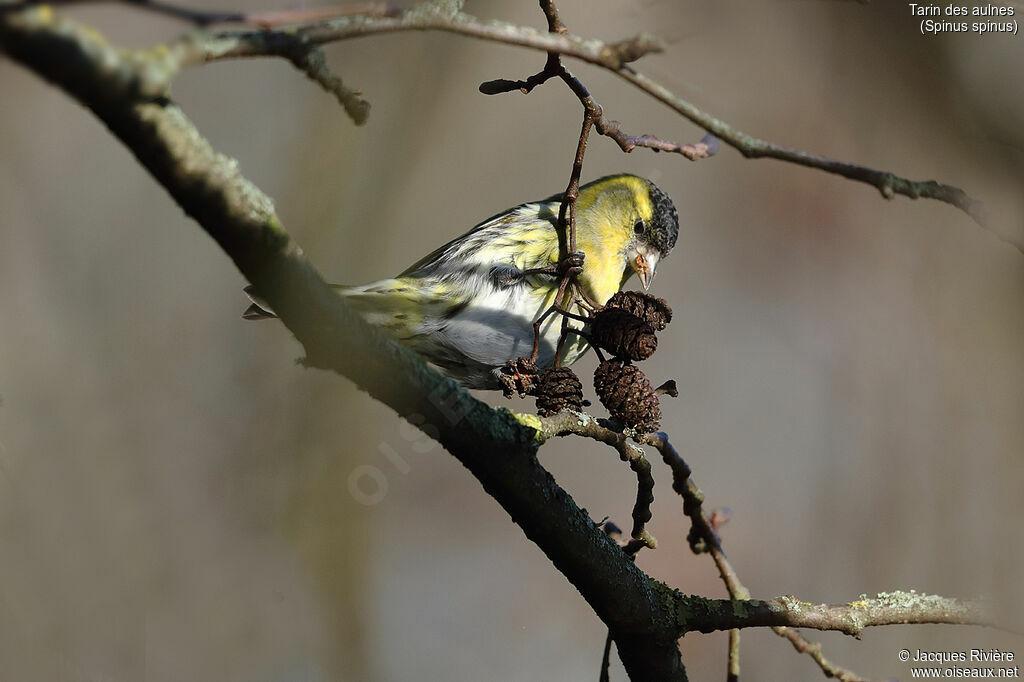 Eurasian Siskin male adult, identification, eats