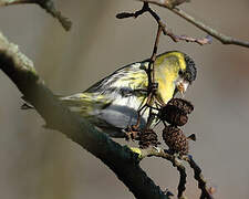 Eurasian Siskin