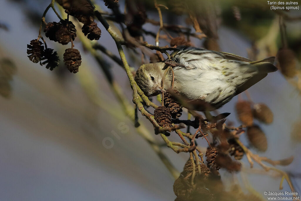 Eurasian Siskin female adult breeding, identification, eats