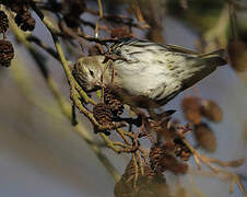 Eurasian Siskin