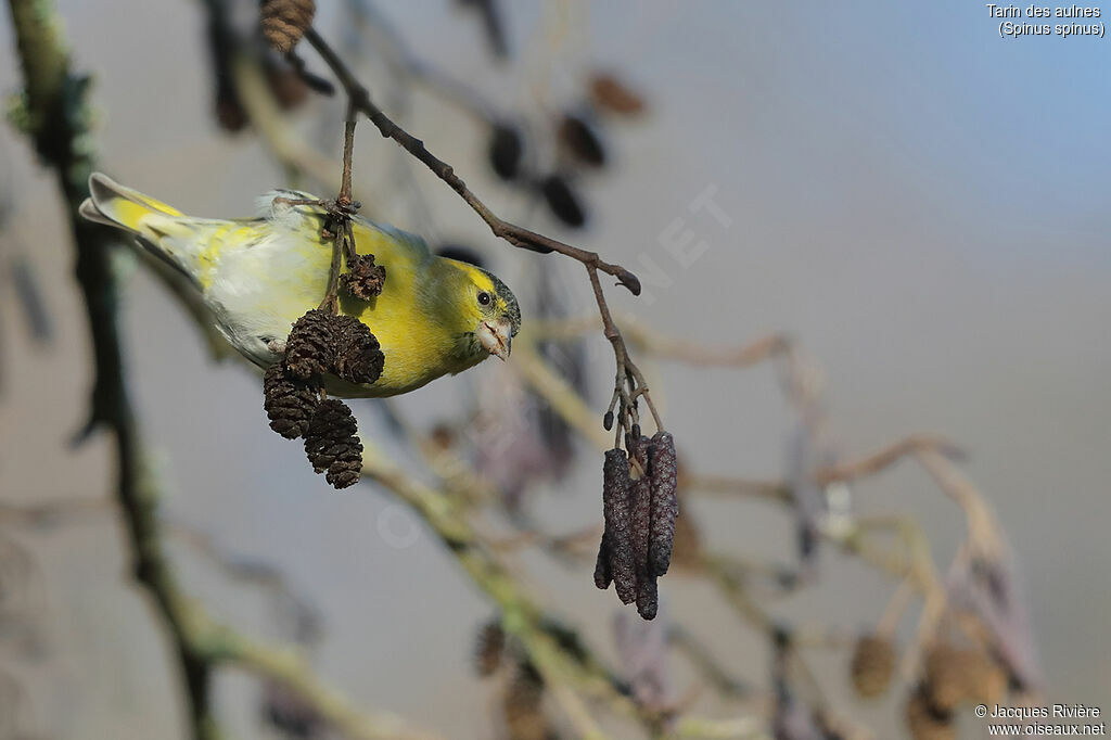 Eurasian Siskin male adult, identification, eats