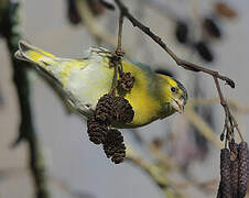 Eurasian Siskin