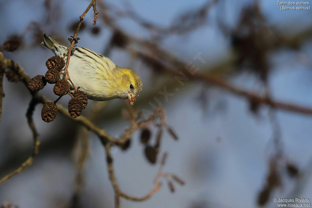 Eurasian Siskin female adult breeding, identification, eats