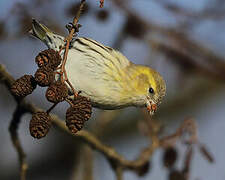 Eurasian Siskin