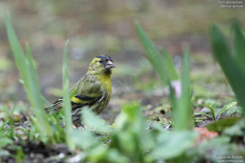 Eurasian Siskin male adult breeding, identification, eats