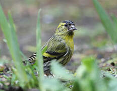 Eurasian Siskin