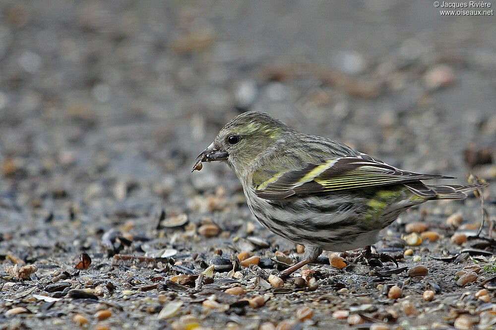 Eurasian Siskin female adult post breeding