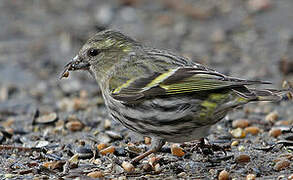 Eurasian Siskin