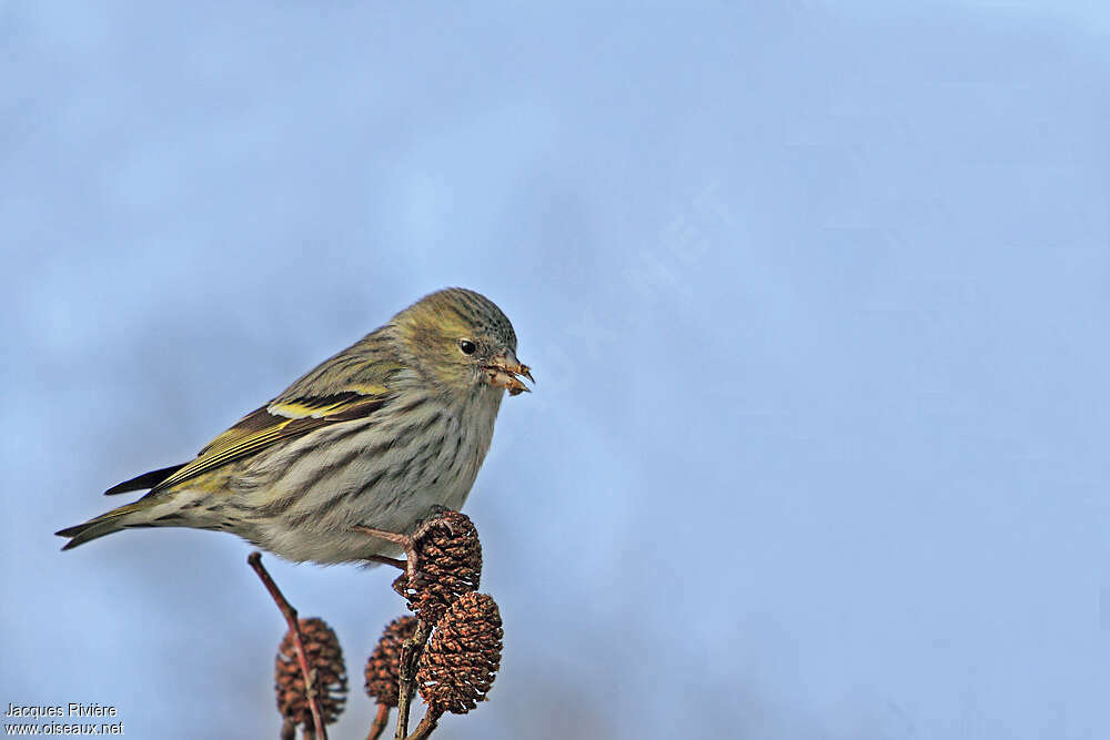 Eurasian Siskin female adult, feeding habits