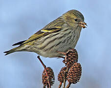 Eurasian Siskin