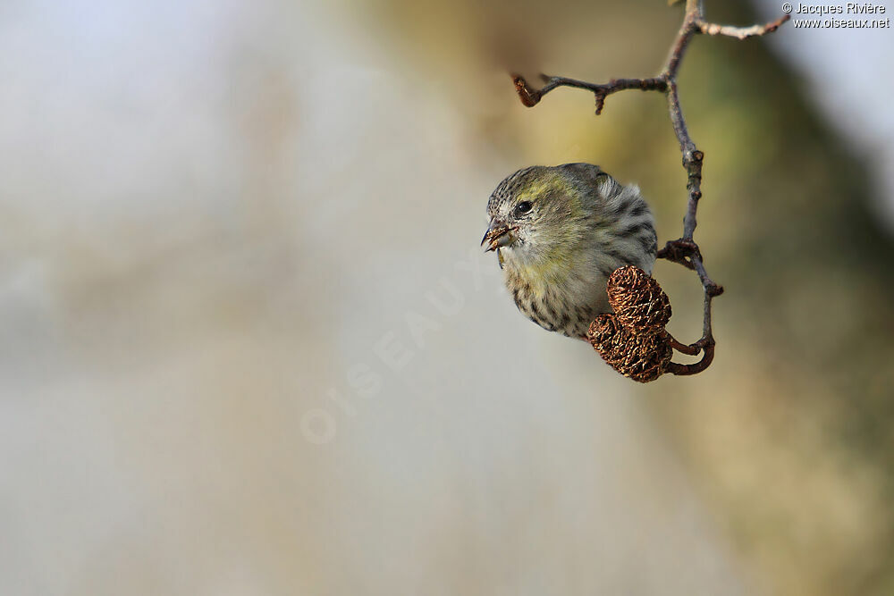 Eurasian Siskin female adult post breeding