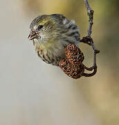 Eurasian Siskin