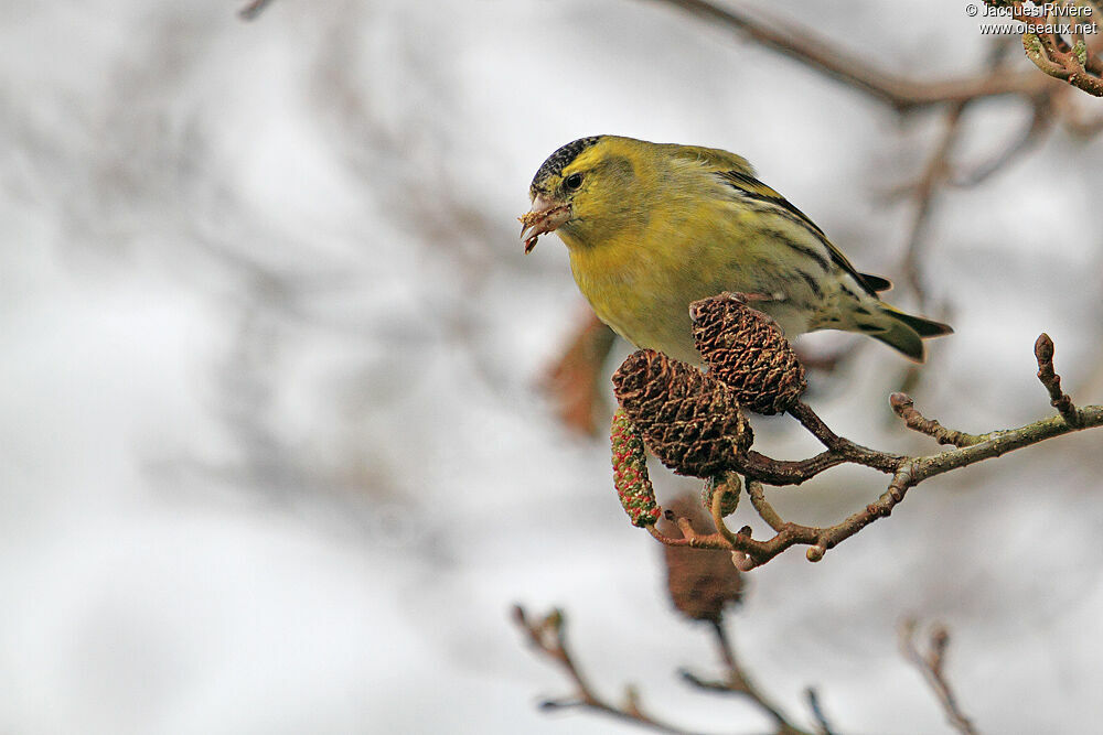 Eurasian Siskin male adult post breeding