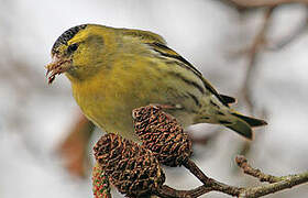 Eurasian Siskin