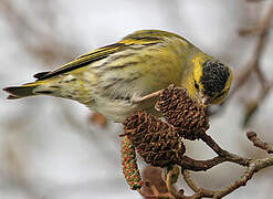 Eurasian Siskin