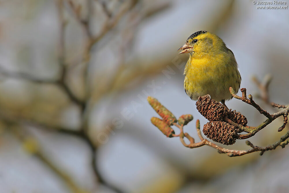 Eurasian Siskin male adult post breeding