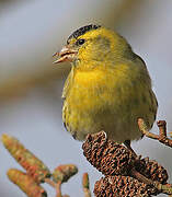 Eurasian Siskin