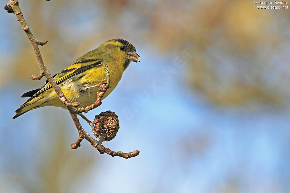 Eurasian Siskin male adult post breeding