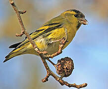 Eurasian Siskin