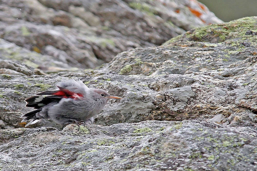 Tichodrome échelettejuvénile, identification