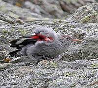 Wallcreeper