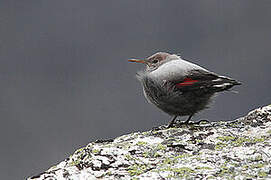 Wallcreeper