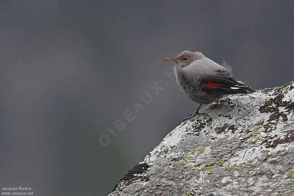 Wallcreeperjuvenile, identification