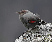 Wallcreeper