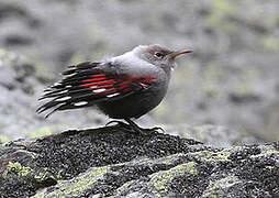 Wallcreeper