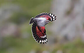 Wallcreeper