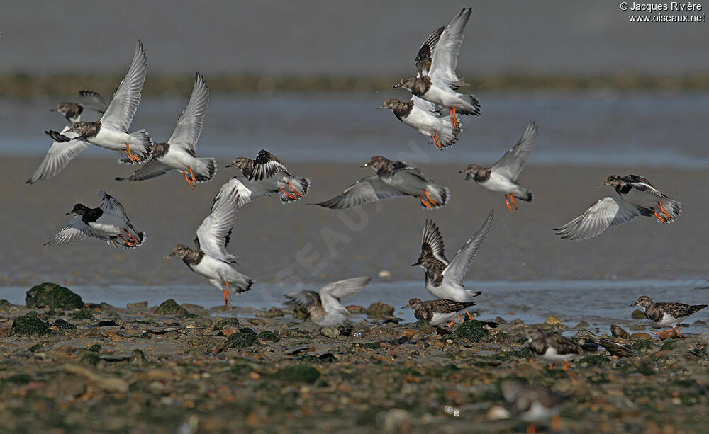 Ruddy Turnstoneadult post breeding, Flight