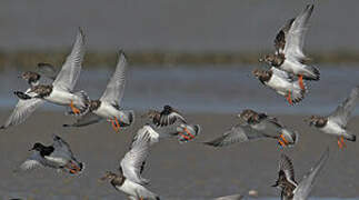 Ruddy Turnstone