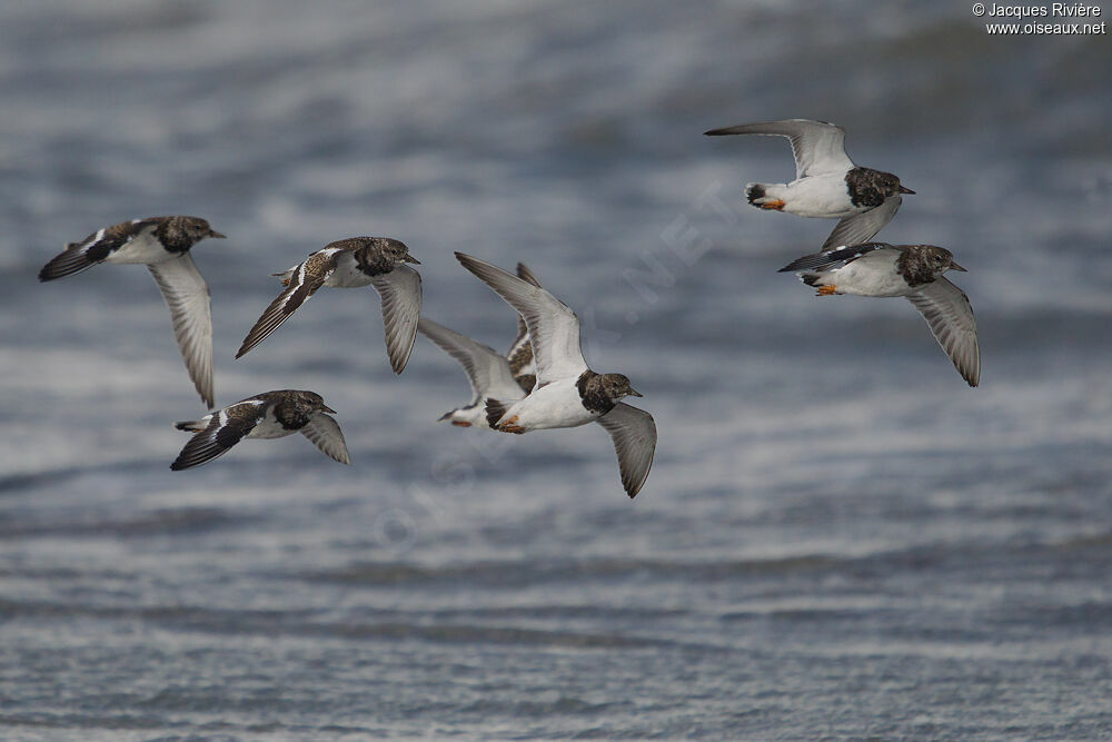 Ruddy Turnstone, Flight