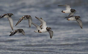 Ruddy Turnstone