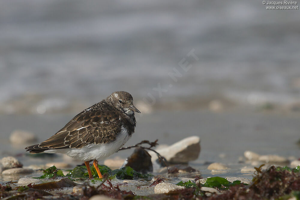 Ruddy Turnstone