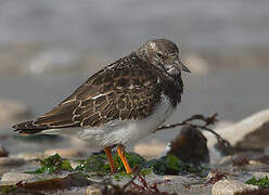 Ruddy Turnstone