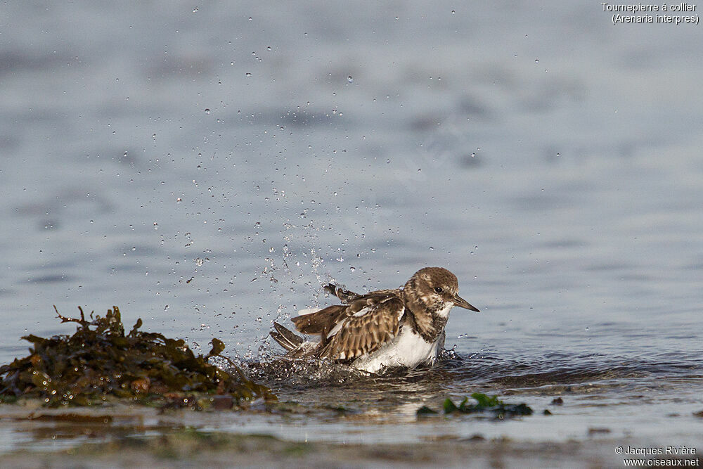 Ruddy Turnstoneadult post breeding, identification