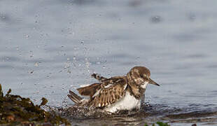 Ruddy Turnstone