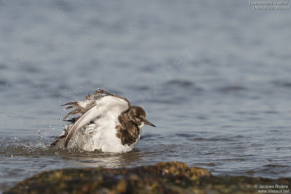 Ruddy Turnstoneadult post breeding, identification