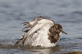 Ruddy Turnstone