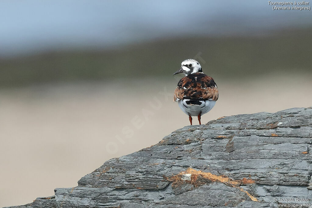 Ruddy Turnstoneadult breeding, identification