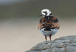 Ruddy Turnstone