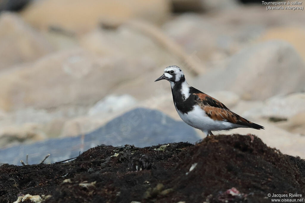 Ruddy Turnstoneadult breeding, identification