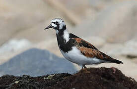 Ruddy Turnstone