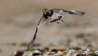 Ruddy Turnstone