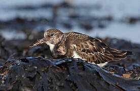 Ruddy Turnstone