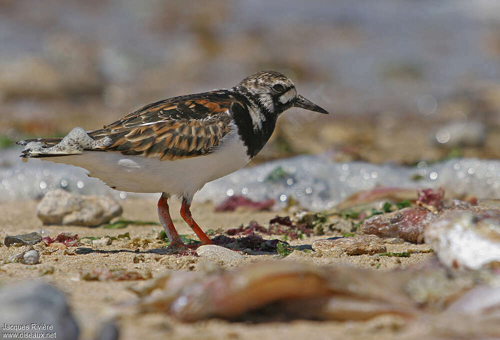 Tournepierre à collieradulte transition, identification