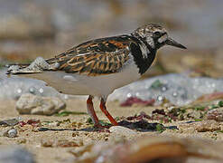 Ruddy Turnstone