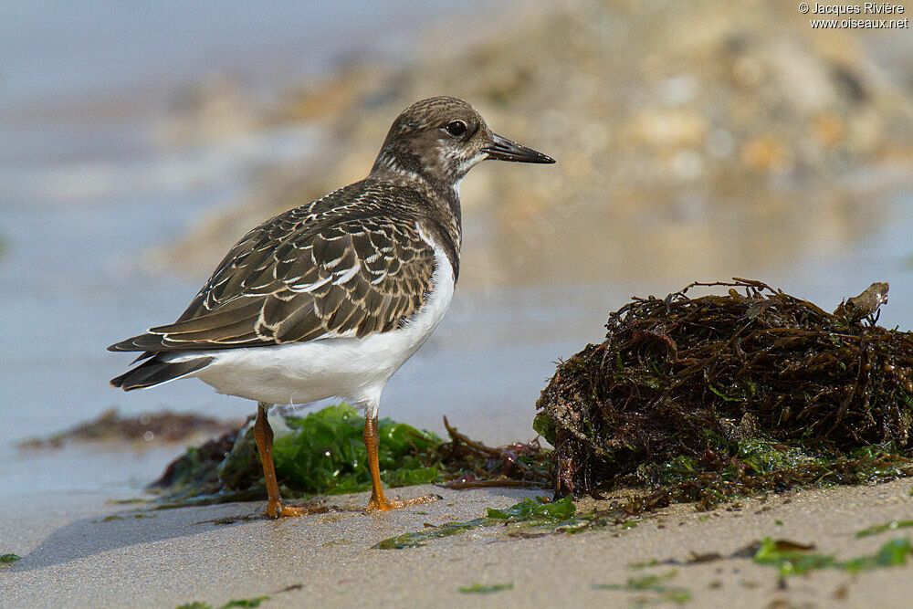 Ruddy Turnstoneadult post breeding